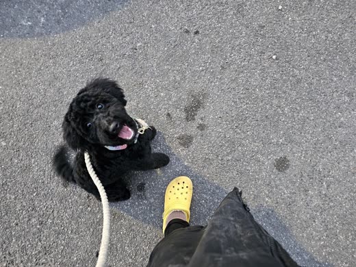 Detail of the small black puppy's curly coat